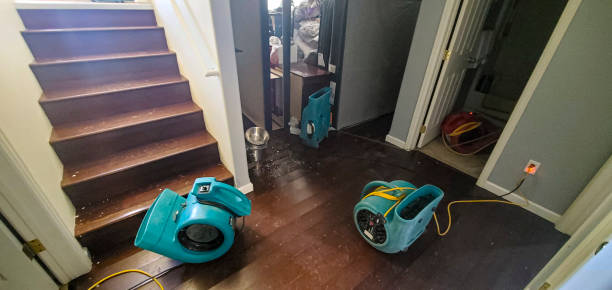 Best Mold removal after water damage  in Dexter, MI